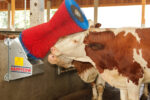 Kerbl Kuhputzmaschine HAPPYCOW Uno