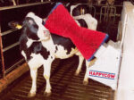 Kerbl Kuhputzmaschine HAPPYCOW Uno