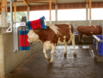 Kerbl Kuhputzmaschine HAPPYCOW DUO