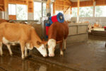 Kerbl Kuhputzmaschine HAPPYCOW DUO