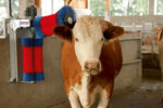Kerbl Kuhputzmaschine HAPPYCOW DUO
