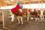 Kerbl Kuhputzmaschine HAPPYCOW Uno