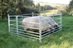 Kerbl Steckhorde für Schafe (Schafpanel)
