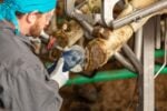 Klauenschneidscheibe 3 Cut