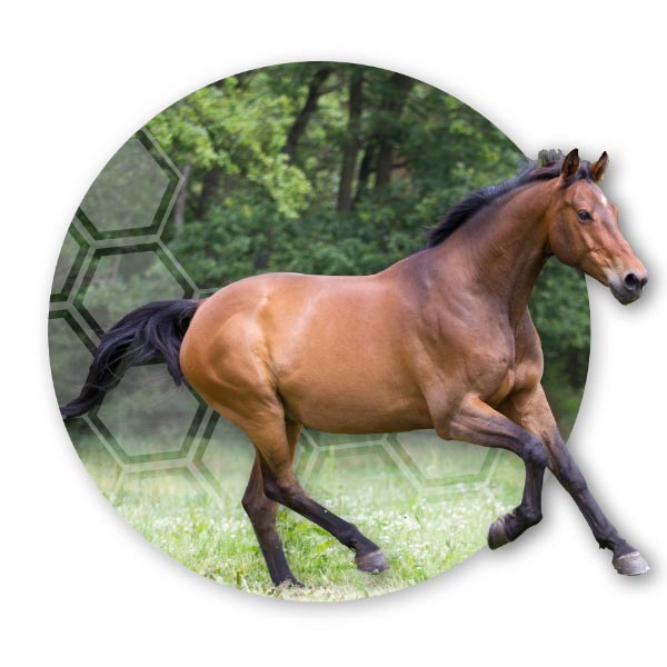 Pferd