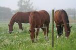 Premium Horsewire 250m, 8mm