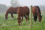 Premium Horsewire 250m, 8mm