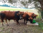 Weidepumpe P100 MK