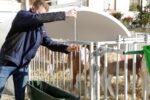 CalfHouse Premium XXL mit Umzäunung u. Tränke/Troghalter