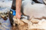 Aesculap Akkuschermaschine für Schafe Econom NOVA CL
