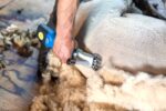 Aesculap Akkuschermaschine für Schafe Econom NOVA CL