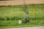 Geflügelnetz Premium Einzelspitze