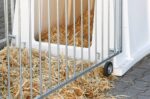 CalfHouse PE UV+ mit leichter Umzäunung, mit zusätzlichem UV-Schutz