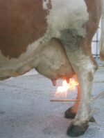 Euterhaarentferner 3m Schlauch Gasflaschen-Anschl, geb. Lanze