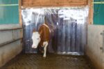 PVC-Vorhang 300 x 3mm, transparent, 25m Rolle