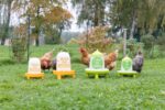 Futterautomat für 2,4l/2kg,mit Füßen, grün m. Motiv
