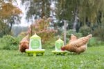 Futterautomat für 2,4l/2kg,mit Füßen, grün m. Motiv