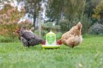 Futterautomat für 2,4l/2kg,mit Füßen, grün m. Motiv