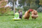 Futterautomat für 2,4l/2kg,mit Füßen, grün m. Motiv