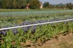 TopLine Horsewire 200m, 6mm, weiß