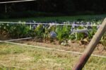 TopLine Horsewire 200m, 6mm, weiß