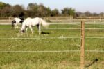 TopLine Horsewire 200m, 6mm, weiß