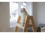 Kratzbaum Ladder,