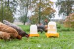 Kunststoff-Tränke 3 l, mit Füßen, orange m. Motiv